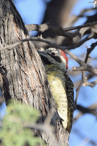 Bennett's Woodpecker