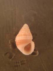 Alvania cimex