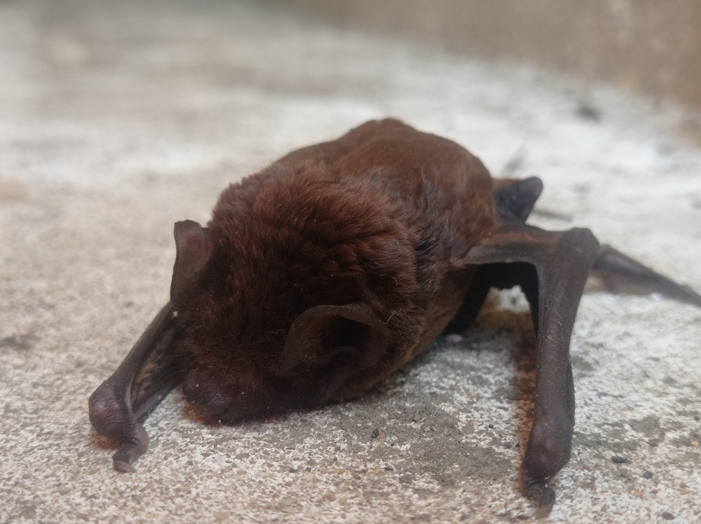 Chinese Noctule