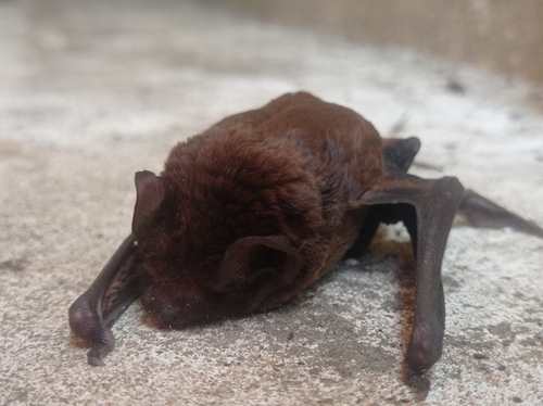 Chinese Noctule