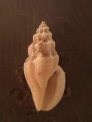 Pseudomangelia vauquelini
