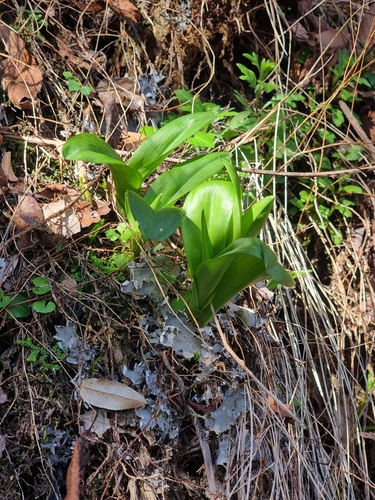 Image of Dactylorhiza foliosa by (c) Vítor Jorge, some rights reserved (CC BY)