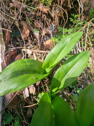 Image of Dactylorhiza foliosa by (c) Vítor Jorge, some rights reserved (CC BY)