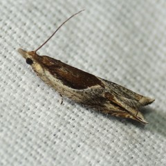 Ancylis definitivana