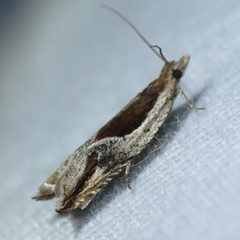 Ancylis definitivana