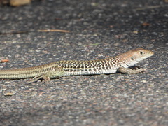 Giant Spotted Whiptail photo 4
