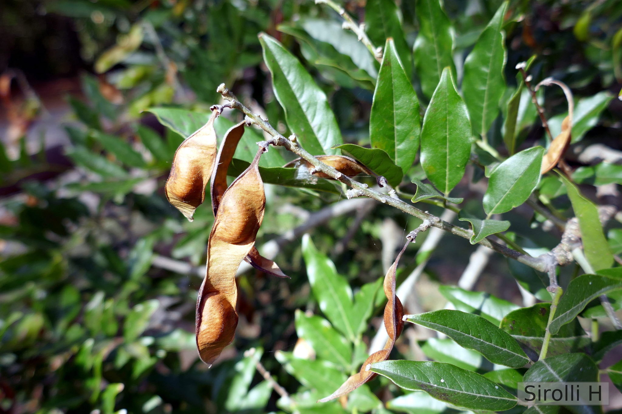 Lonchocarpus nitidus