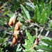 Lonchocarpus nitidus - Photo (c) Horacio Sirolli, osa oikeuksista pidätetään (CC BY-NC), lähettänyt Horacio Sirolli