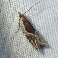 Ancylis definitivana