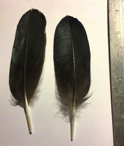 Plume de Tadorne d'Australie
