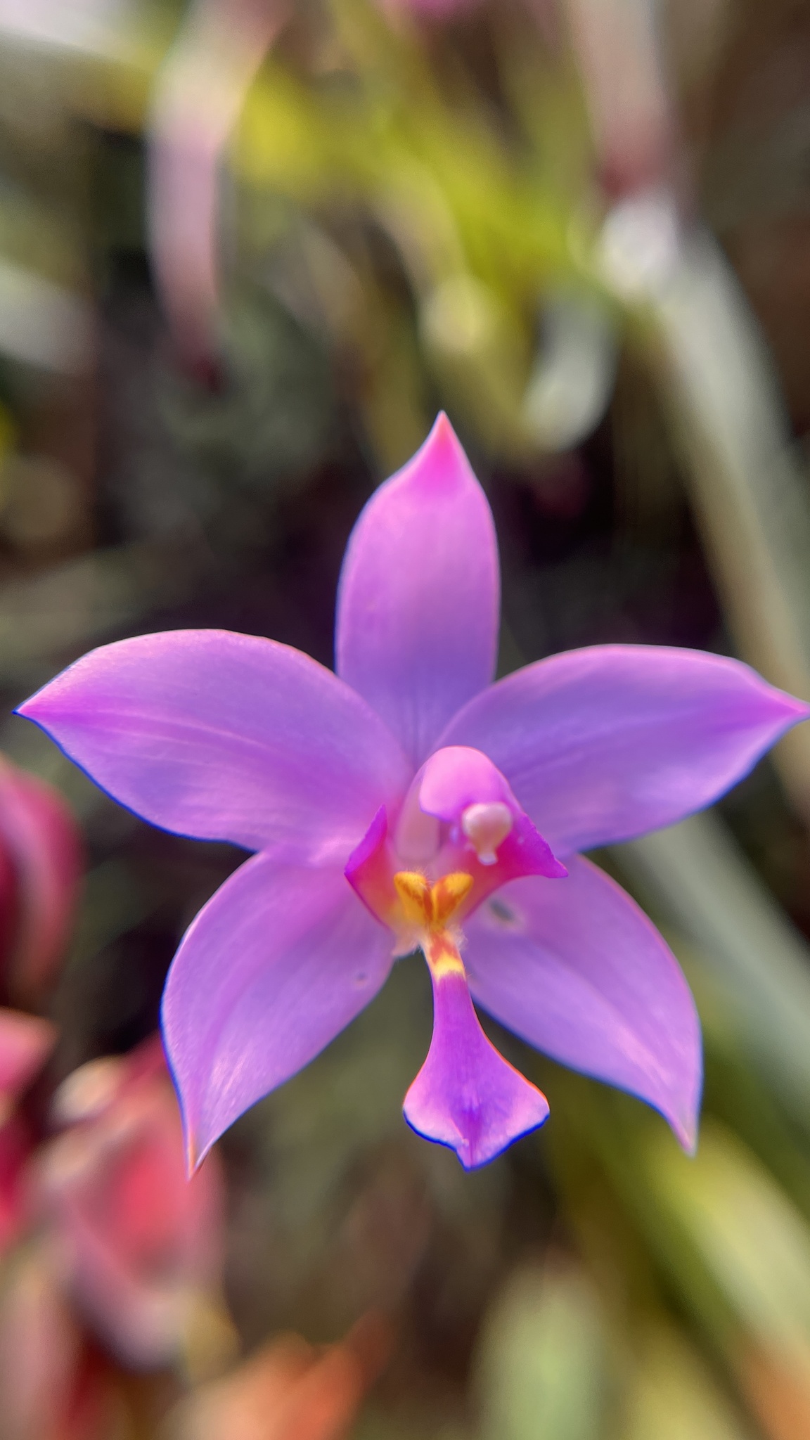 Spathoglottis plicata — ảnh 2