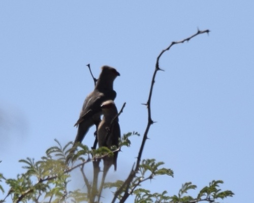 Red-faced Mousebird