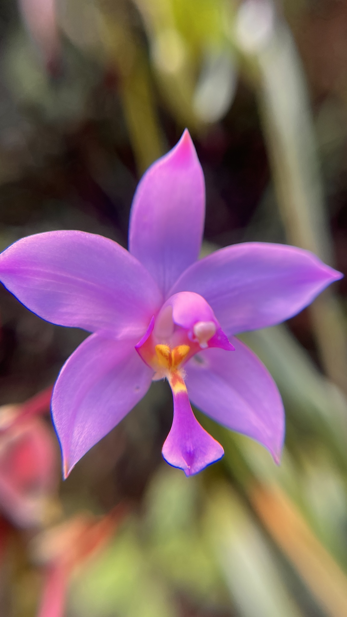 Spathoglottis plicata — ảnh 3