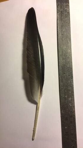 Plume de Tadorne d'Australie