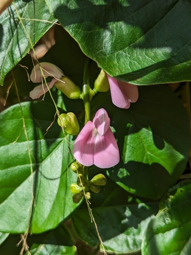 Image of Poisonous Sea Bean (Canavalia cathartica) by (c) Alexandria 'Alex' Wenninger, some rights reserved (CC BY)