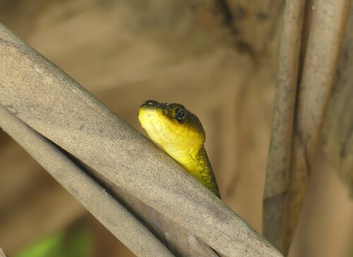 Common Tree Snake sighting