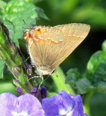 Electrostrymon endymion