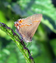 Electrostrymon endymion