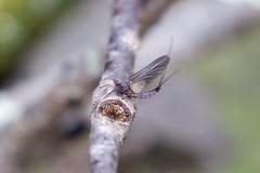 Leptophlebia