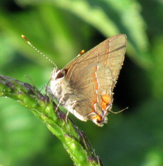 Electrostrymon endymion