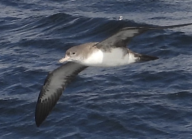 Pink-footed Shearwater