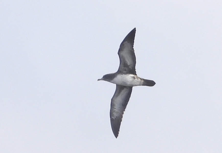 Pink-footed Shearwater