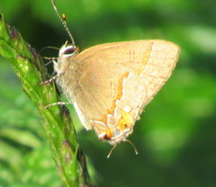 Electrostrymon endymion