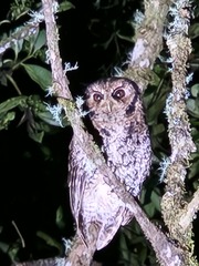 Cloud-Forest Screech-Owl photo 3