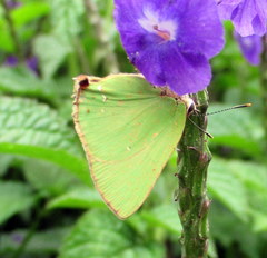 Cyanophrys herodotus