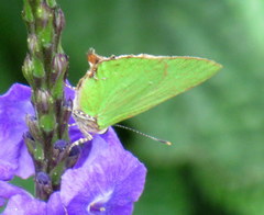 Cyanophrys herodotus