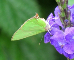 Cyanophrys herodotus