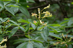 Aesculus pavia flavescens