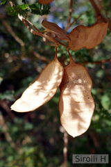 Senegalia bonariensis