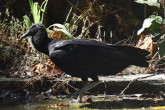 Coragyps atratus image