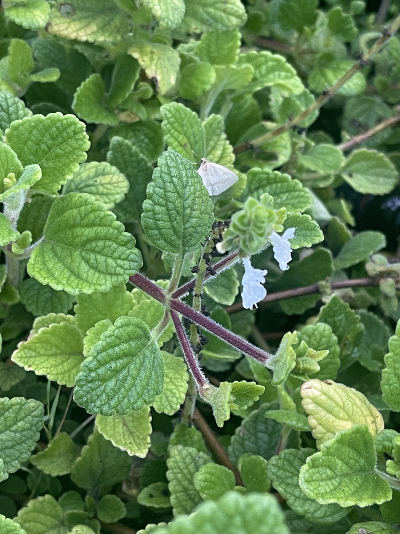 Imagem de Hortelã Variegata