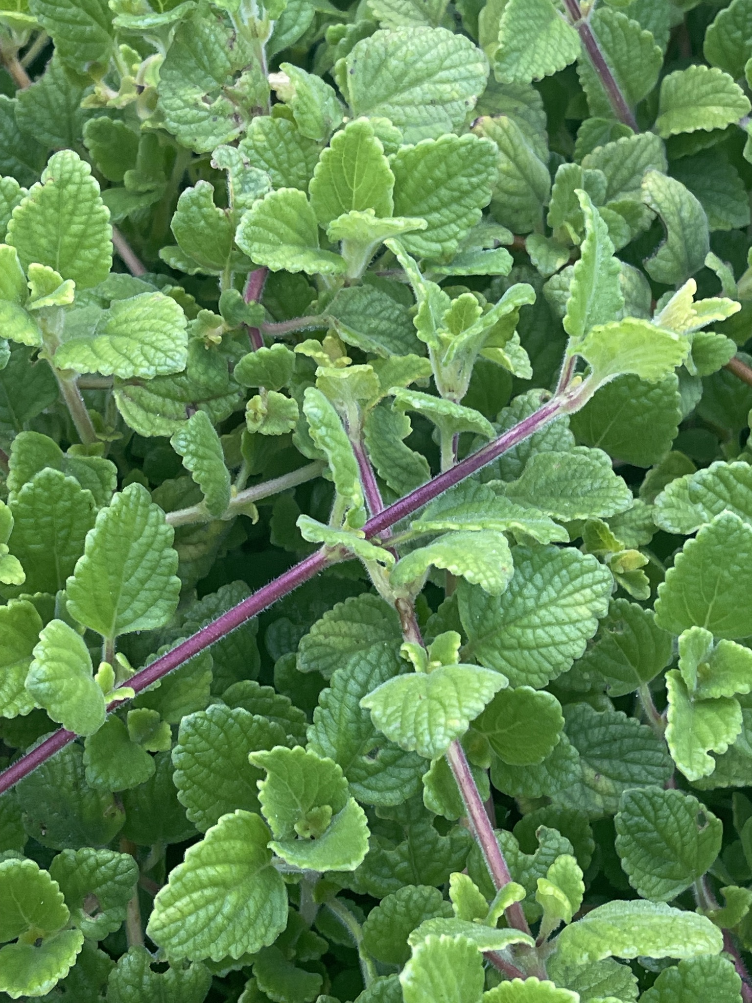 Imagem de Hortelã Variegata