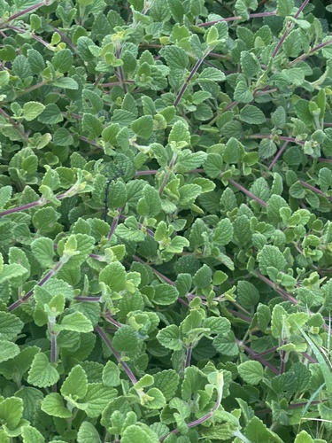 Hortelã Variegata
