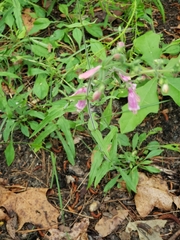 Penstemon australis