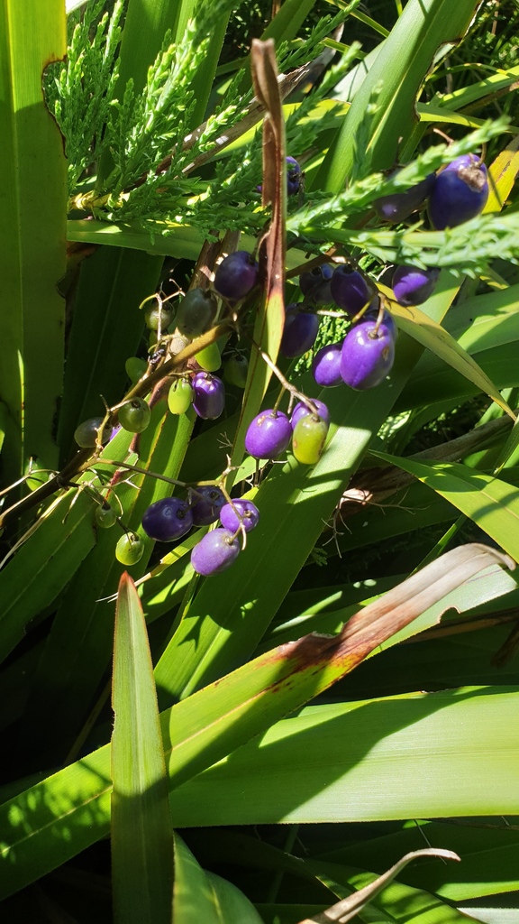 flax-lilies from Tumbarumba NSW 2653, Australia on December 23, 2023 at ...