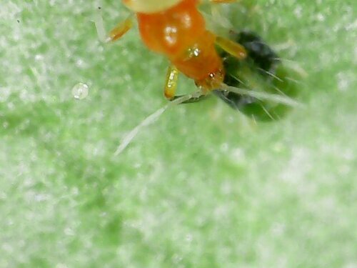 Vespiform Thrips photo 4