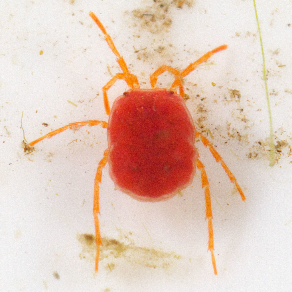 Euthyadinae