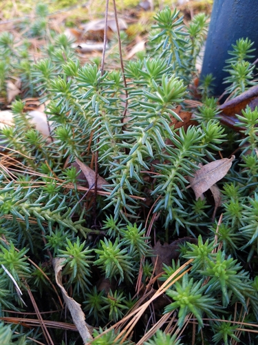 Petrosedum rupestre