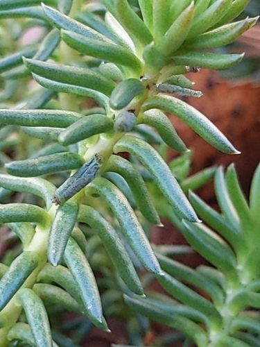 Petrosedum rupestre
