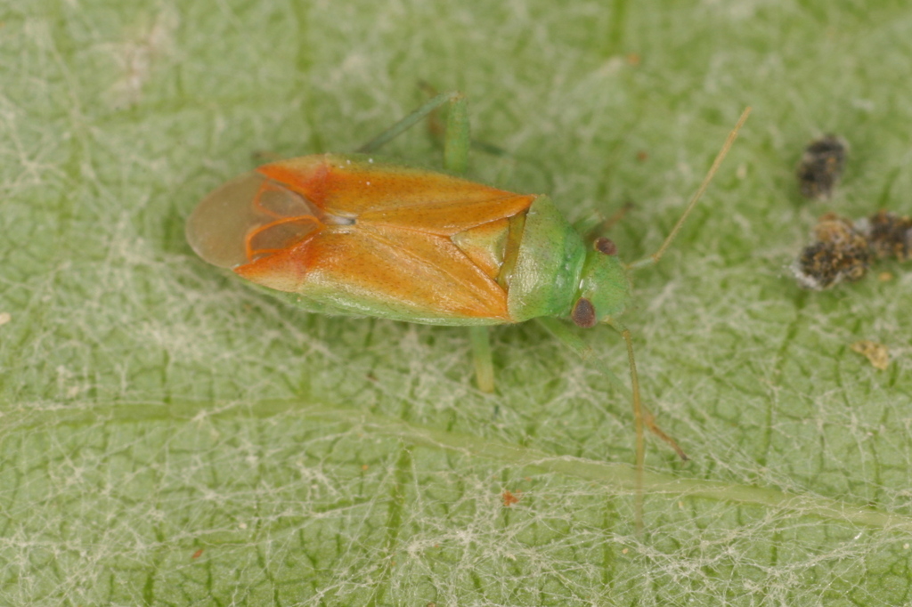 Dichrooscytus intermedius