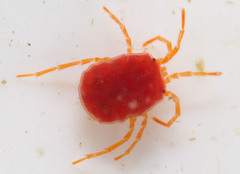 Hydryphantidae
