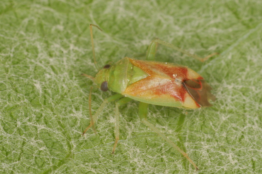 Dichrooscytus gustavi