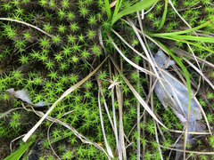 Pisaurina dubia