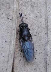 Hermetia sexmaculata