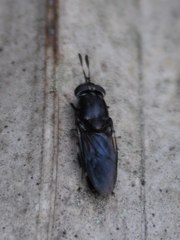 Hermetia sexmaculata