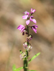 Polygala polygama obtusata